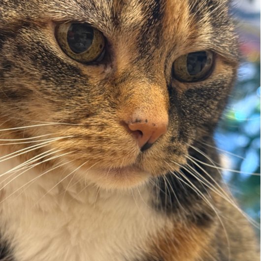 FarbFoto der Katze entspannend Karte