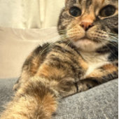 FarbFoto der Katze entspannend Karte