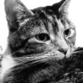 FarbFoto der Katze entspannend Karte