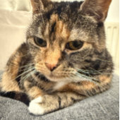 FarbFoto der Katze entspannend Karte