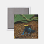 Farbfrosch Magnet (Vorderseite/Rückseite)