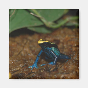Farbfrosch Magnet