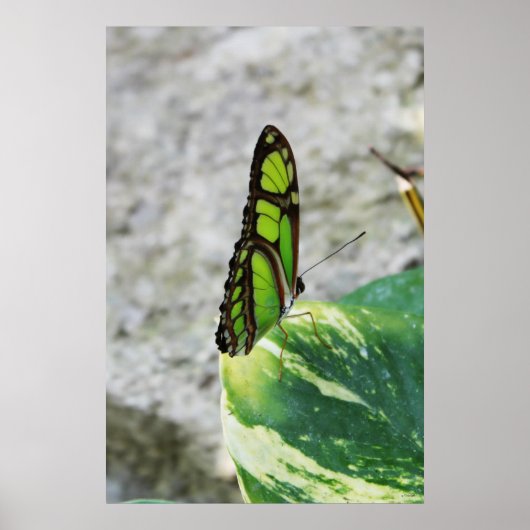 Farbglas Poster (Vorne)