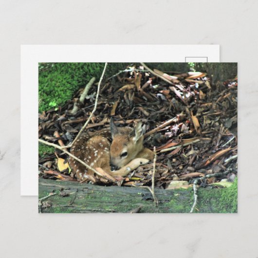 farbig postkarte (Vorne/Hinten)