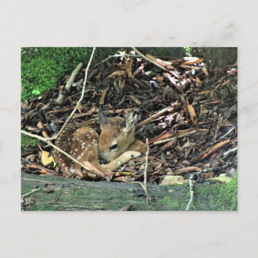 farbig postkarte (Vorderseite)