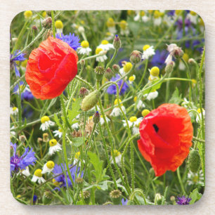 farbig, weiß, rot, Mohn, Wiese, Natur, Getränkeuntersetzer