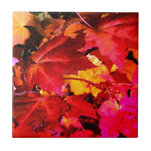 Farbige, abstrakt rosa, orangefarbene Herbstblätte Fliese (Vorderseite)