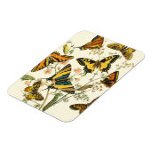 Farbige Ansammlung von Schmetterlingen und Raupen Magnet (Linke Seite)