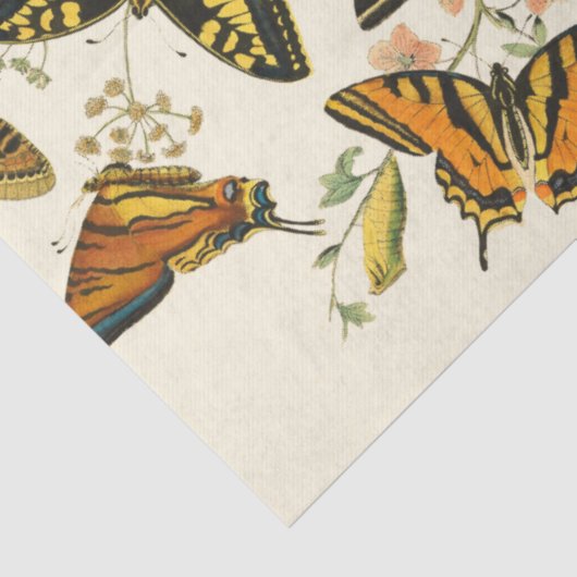 Farbige Ansammlung von Schmetterlingen und Raupen Seidenpapier (Ausschnitt)