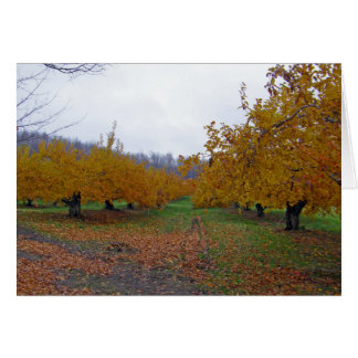 Farbige Äpfel Orchard