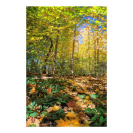 Farbige Aussicht auf den Central Park Foto Print