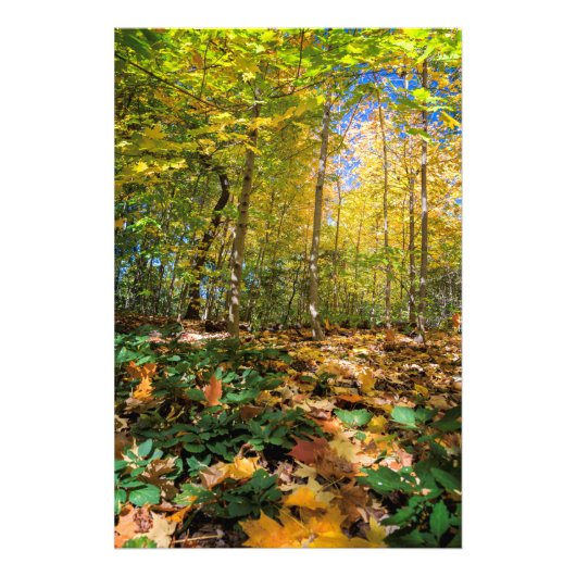 Farbige Aussicht auf den Central Park Foto Print (Vorne)