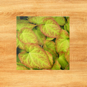 Farbige Barrenwort-Pflanze Blätter Fliese