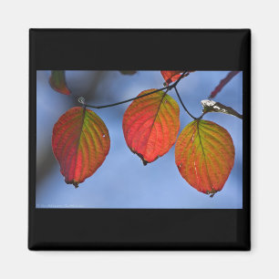 Farbige beleuchtete Herbstblätter Trio Magnet