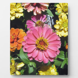 Farbige Blume Fotoplatte