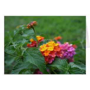 [Farbige Blume] Lantana camara - Grußkarte