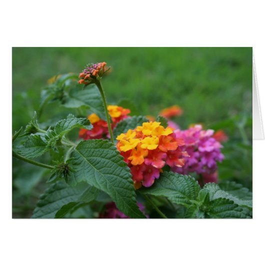 [Farbige Blume] Lantana camara - Grußkarte (Vorderseite (Horizontal))