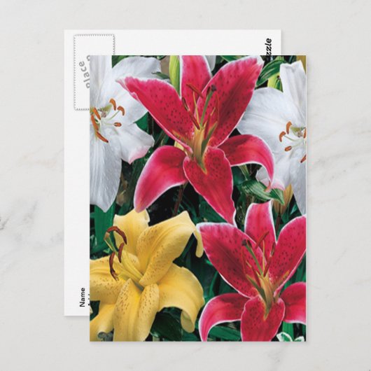 Farbige Blume Postkarte (Vorne/Hinten)