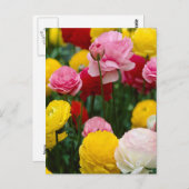 Farbige Carnation-Blume Postkarte (Vorne/Hinten)