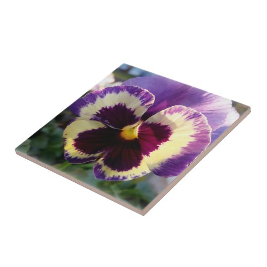 farbige Feder Pansy Fliese (Seite)