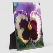 farbige Feder Pansy Fotoplatte (Seite)