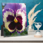 farbige Feder Pansy Fotoplatte (Seite)