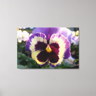 farbige Feder Pansy Leinwanddruck