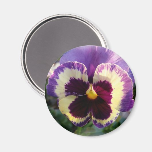 farbige Feder Pansy Magnet (Vorderseite/Rückseite)