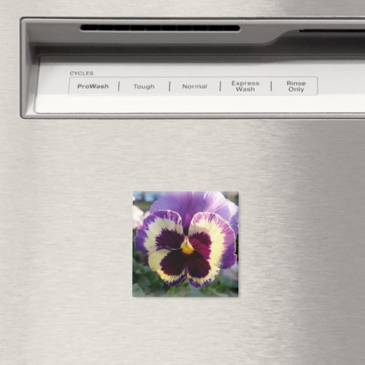 farbige Feder Pansy Magnet (In Situ (Geschirrspüler))
