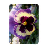 farbige Feder Pansy Magnet (Vertikal)