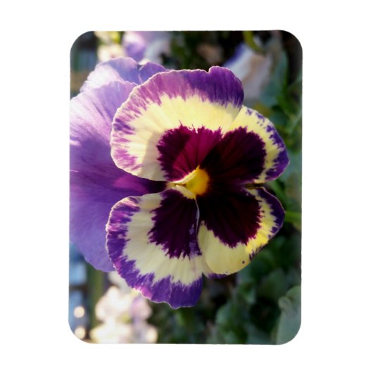 farbige Feder Pansy Magnet (Vertikal)