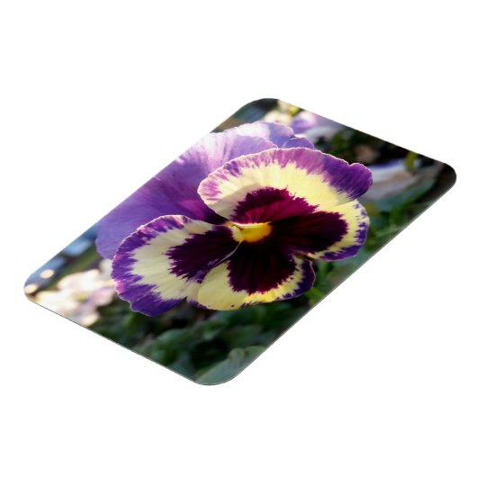 farbige Feder Pansy Magnet (Linke Seite)