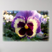 farbige Feder Pansy Poster (Vorne)