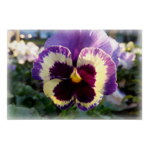 farbige Feder Pansy Poster
