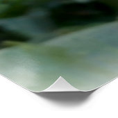 farbige Feder Pansy Poster (Ecke)