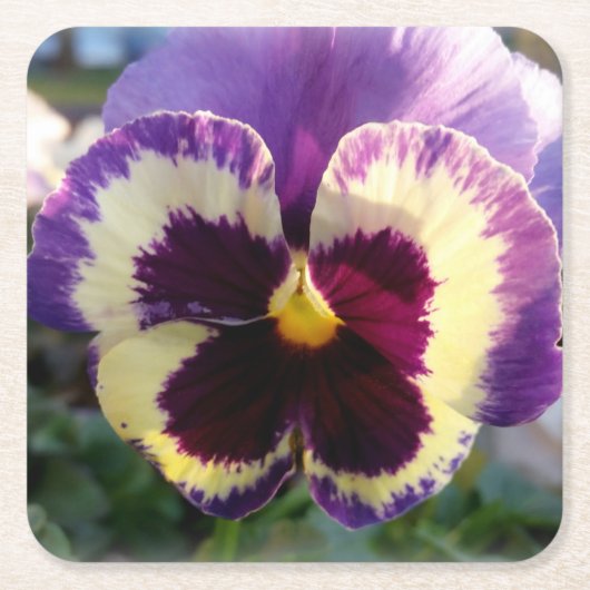 farbige Feder Pansy Rechteckiger Pappuntersetzer (Vorderseite)