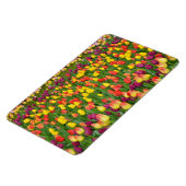 Farbige Federtulpen Druckmagnet Magnet (Linke Seite)