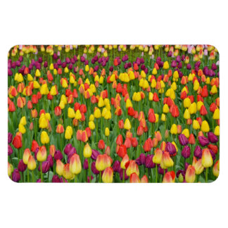 Farbige Federtulpen Druckmagnet Magnet