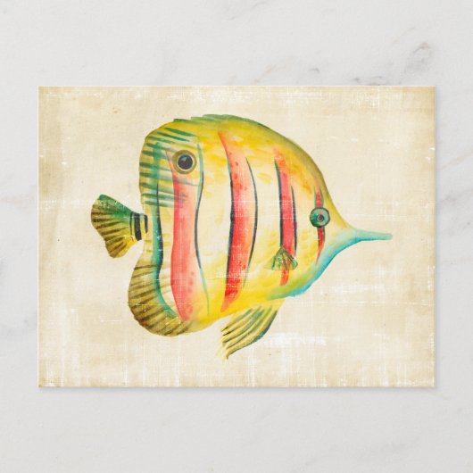 Farbige Fische Postkarte (Vorderseite)