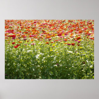 Farbige Frühlingsblumen Poster