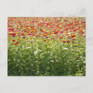 Farbige Frühlingsblumen Postkarte