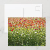 Farbige Frühlingsblumen Postkarte (Vorne/Hinten)