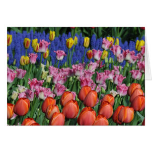 Farbige Frühlingtulips