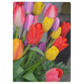 Farbige Frühlingtulips Klemmbrett (Rückseite)