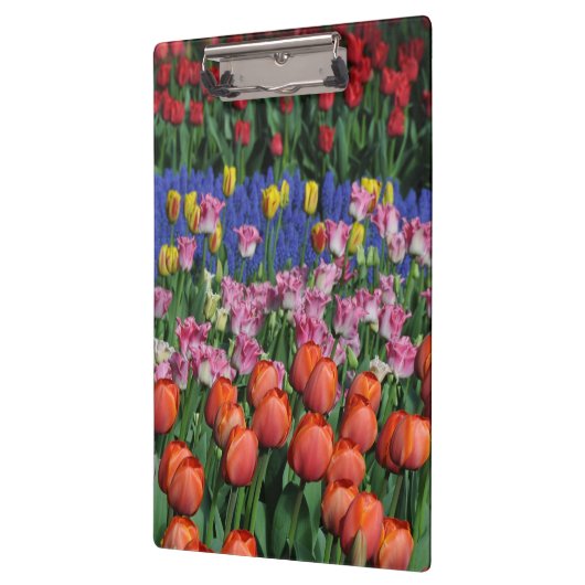 Farbige Frühlingtulips Klemmbrett (Links)