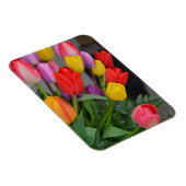 Farbige Frühlingtulips Magnet (Rechte Seite)