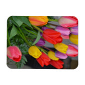 Farbige Frühlingtulips Magnet (Horizontal)