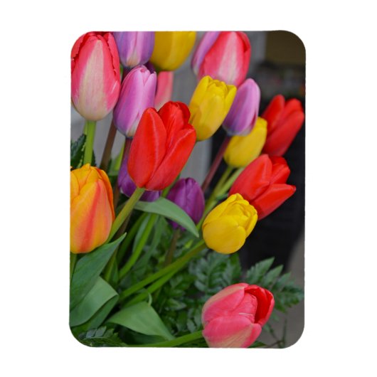 Farbige Frühlingtulips Magnet (Vertikal)