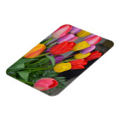 Farbige Frühlingtulips Magnet (Linke Seite)