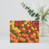 Farbige Frühlingtulips nach Karte (Stehend Vorderseite)
